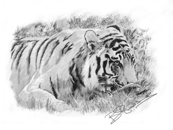 Woburn tigress pencil sketch large 2