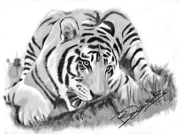 Woburn tigress sketch 3 klarge size