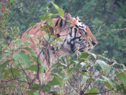 tiger in bandhavgarh