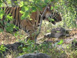 tiger in Bandhavgarh 2