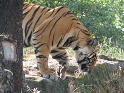 tiger male juvenile