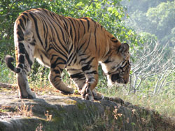 top juvenile male tiger