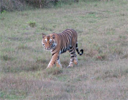 tiger stalking