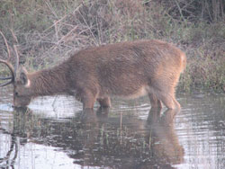 Barasingha in water