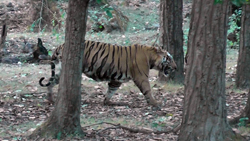 bhamera tiger