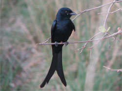 Black Drongo