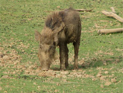 Wild Boar gazing