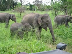 elephants in udewala park