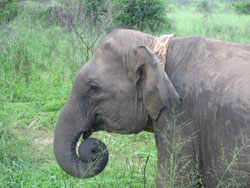Elephant with curles trunk