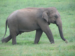 Large mnale elephant moving swiftly