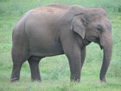 Male elephant standing