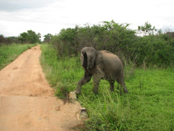 Elephant trumpeting
