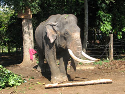 Large tusker in Pinewalla