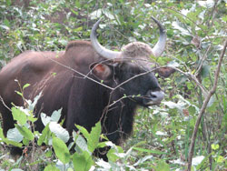 Gaur Indian Bison