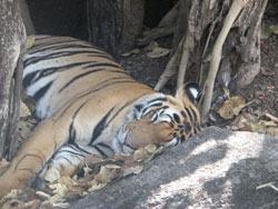 male tiger resting
