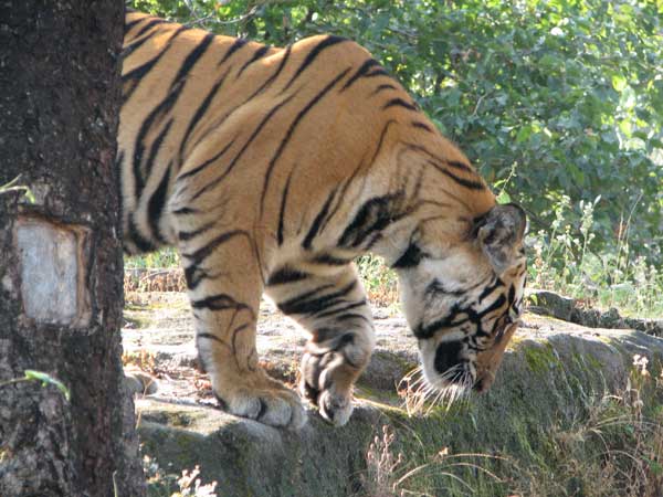 male tiger at Bandavgarh