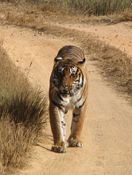 Kanha tigress walking towards us