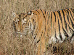 Kanha tigress in grass