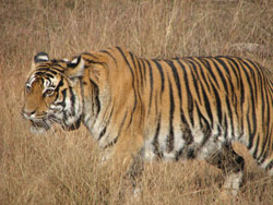 Kanha tigress in grass 2