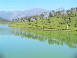 Munnar tea plantation 2