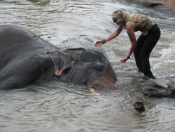 Me washing an elephant