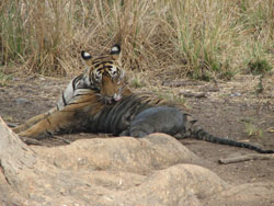 T17 tigress licking her fur