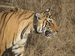 T17 tigress side view