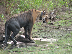 T17 coming out of muddy pool