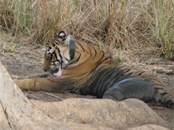 T17 tigress licking her paws