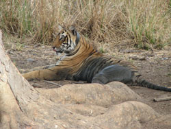 T17 tigress thinkking of her next move