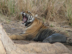 T17 tigress giving a huge yawn