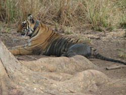 T17 tigress bemused by our pesence