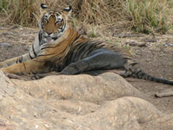 T17 tigress looking very majestic