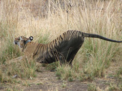 T17 tigress moving off and giving a huge cat stretch