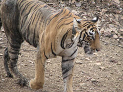 T17 tigress close to jeep looking sleepy