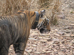 T17 tigress looking round at us