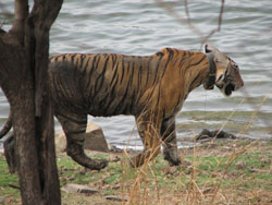 T17 tigress on way back to her concealed fort