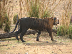 T 17 tigress moving away from jeerp