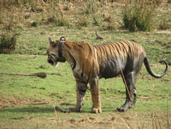 T17 tigress thinking about where to go next