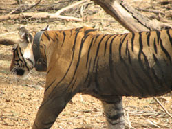 T17 tigress deciding to go back to her fort