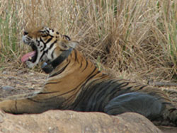 T17 tigress taking a rest and yawning