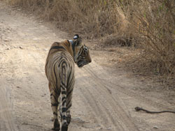 T17 tigress on road