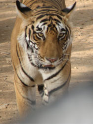 T17 face of tigress