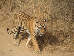 T17 tigress walking nonchalantly