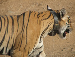 T17 tigress showing collar
