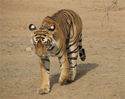 T17 tigress following jeep with eyes shut