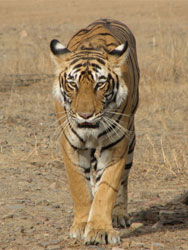 T17 tigress great ffront view