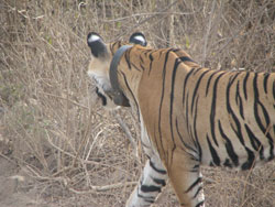 T17 tigress walking