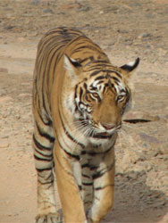 T17 tigress walking forward to us