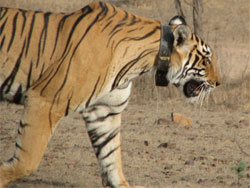 T17 tigress side view head